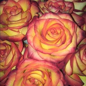 Meet your Posher, Alison